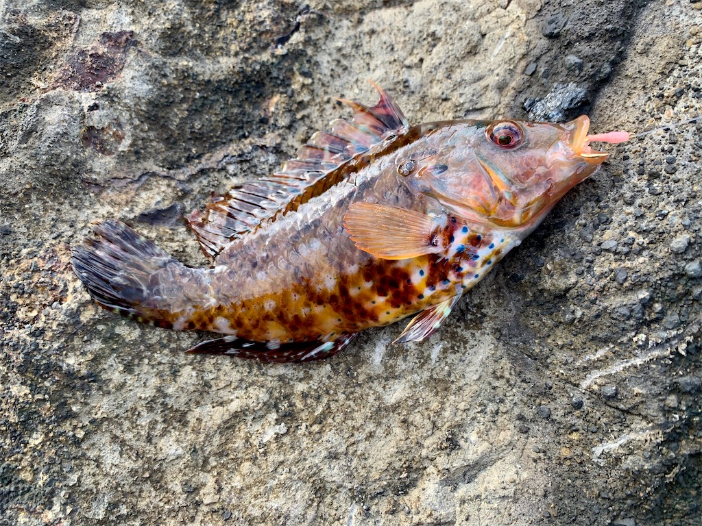 f:id:carpoyaji:20201208200709j:image