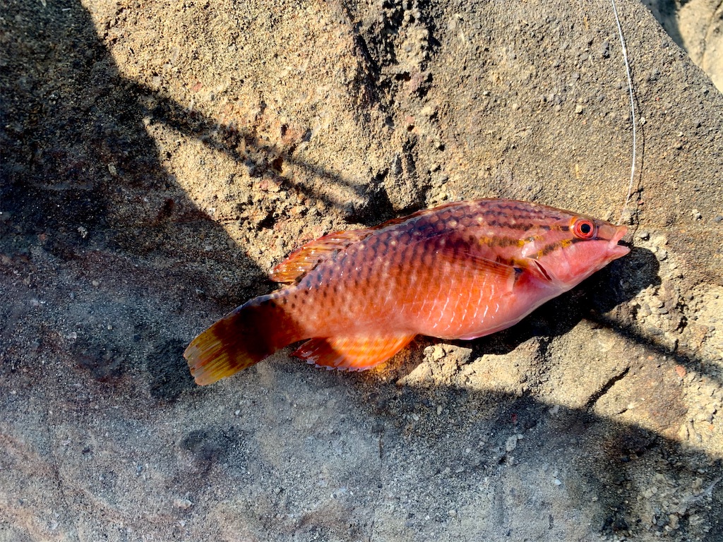 f:id:carpoyaji:20201208200823j:image