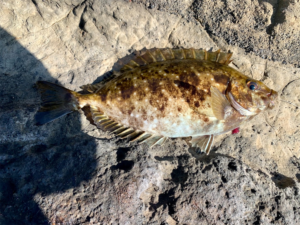 f:id:carpoyaji:20201208201111j:image