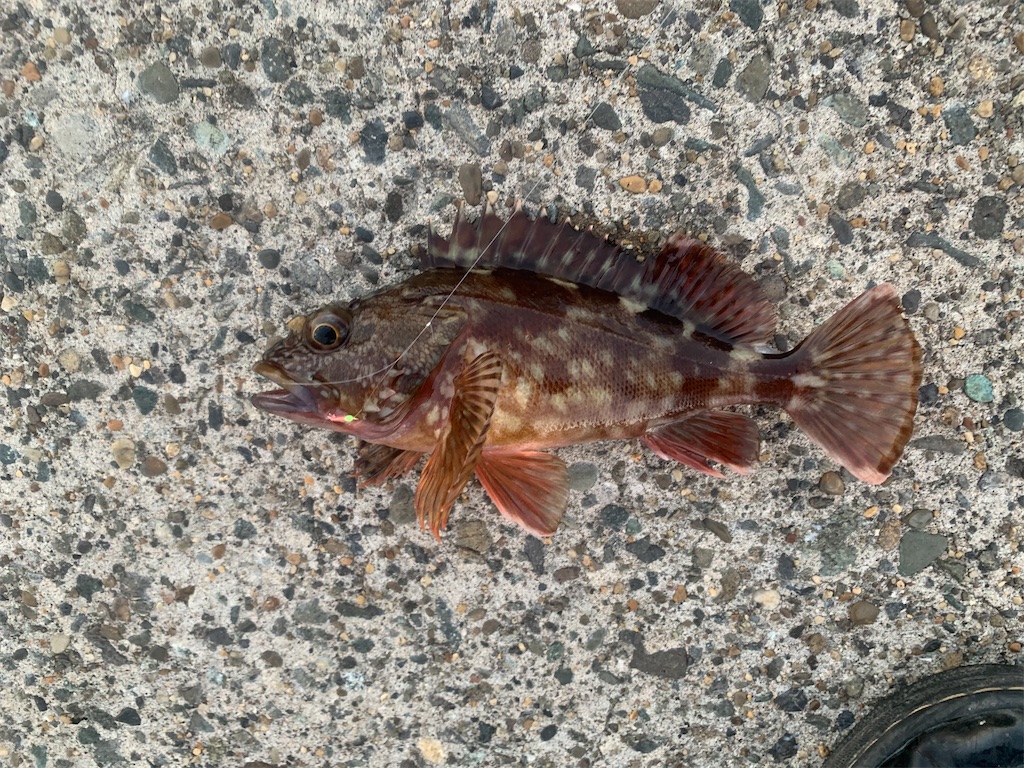 f:id:carpoyaji:20201208211849j:image