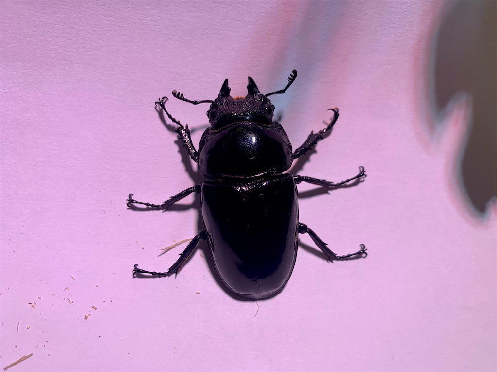 f:id:carpoyaji:20201220114336j:image