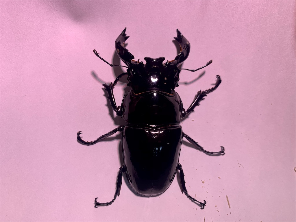 f:id:carpoyaji:20201220114459j:image