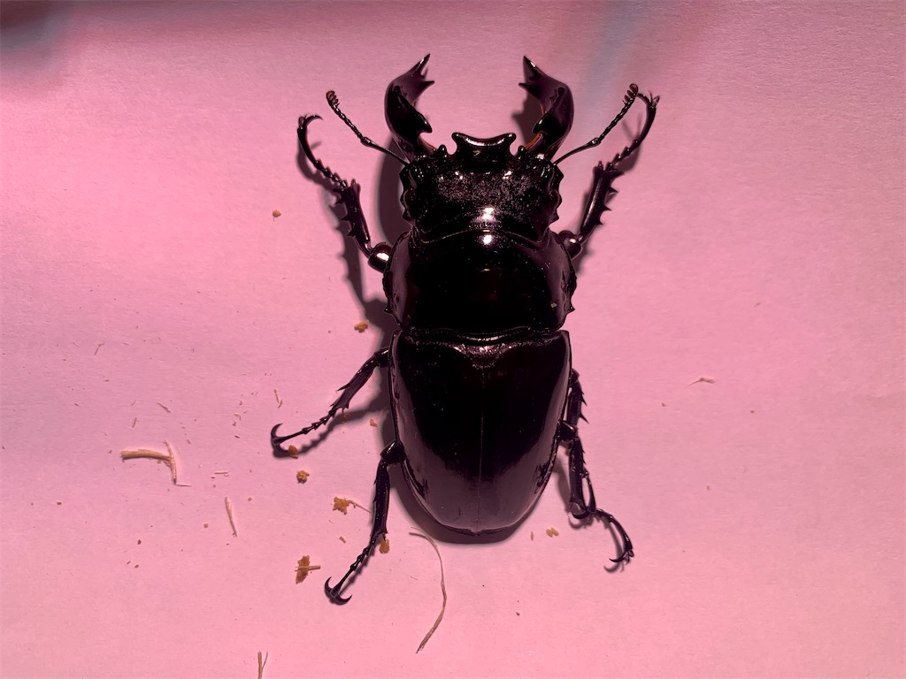 f:id:carpoyaji:20201220114505j:image