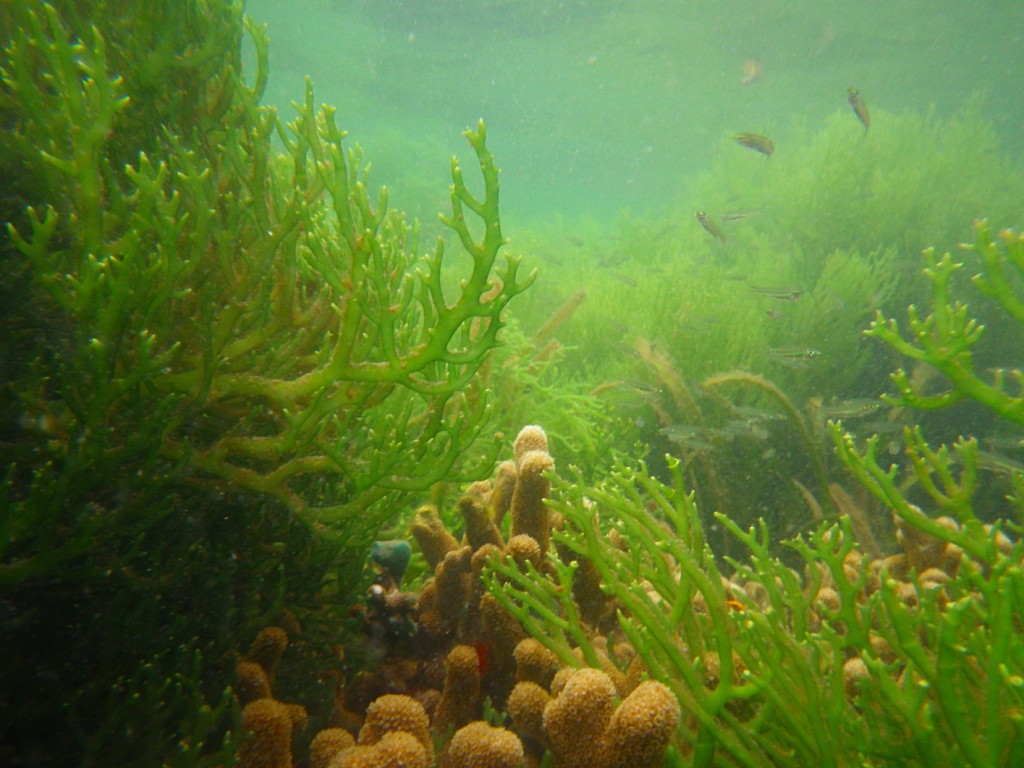f:id:carrageenan:20170214181724j:plain