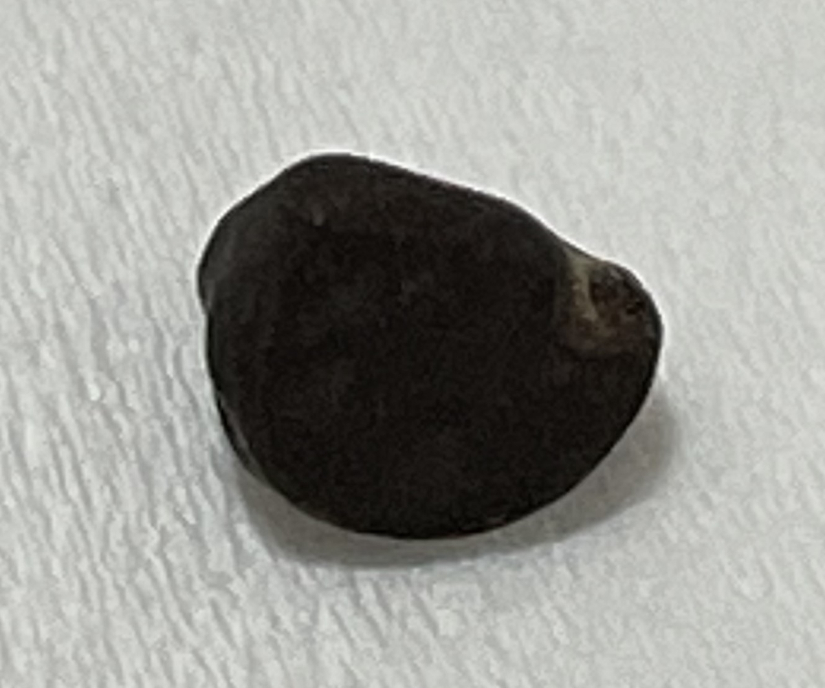 アサガオの観察日記～種の観察のポイント。よい種の見分けかたは