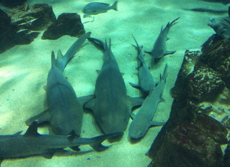 f:id:casaranew3:20171018204052j:plain f:id:casaranew3:20171018204052j:plain