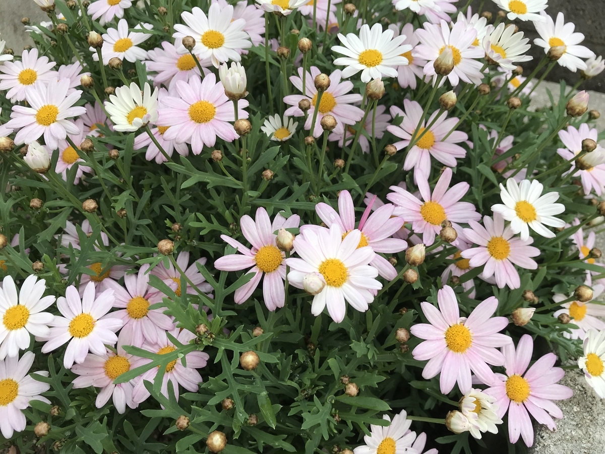 f:id:cascadexxx:20190523105319j:plain f:id:cascadexxx:20190523105319j:plain
