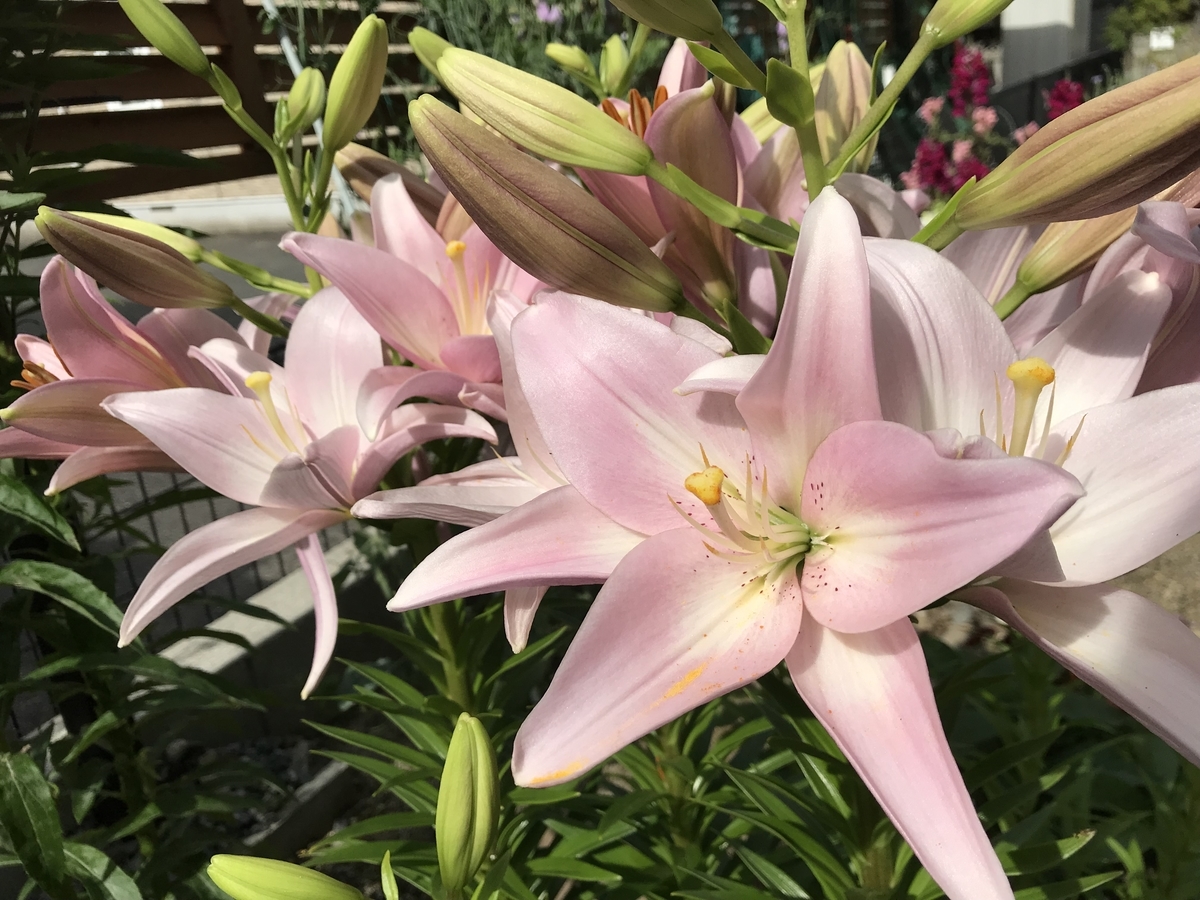 f:id:cascadexxx:20190529134750j:plain