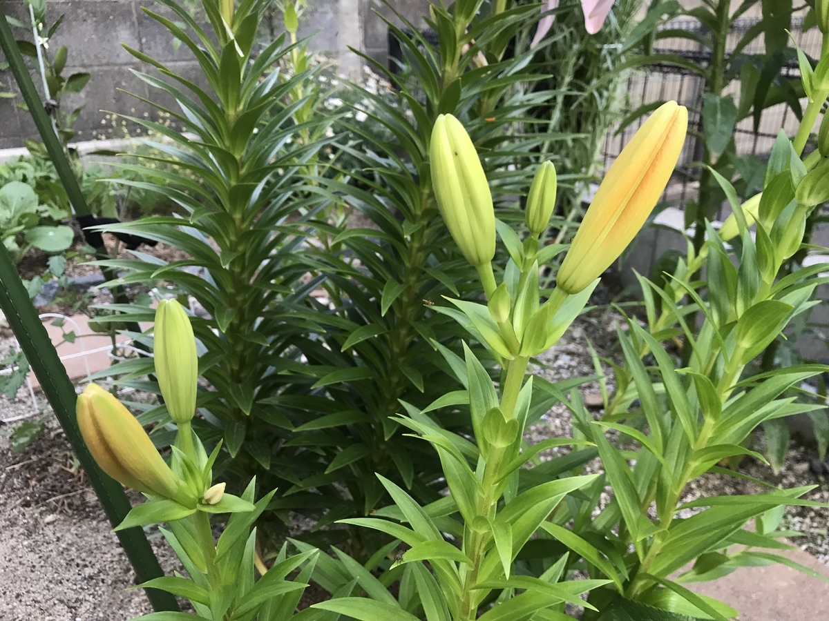 f:id:cascadexxx:20190529135801j:plain
