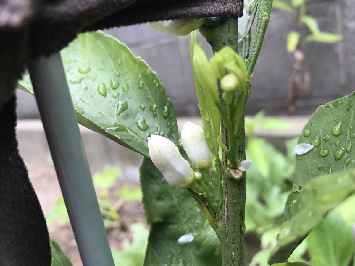 f:id:cascadexxx:20190531112917j:plain