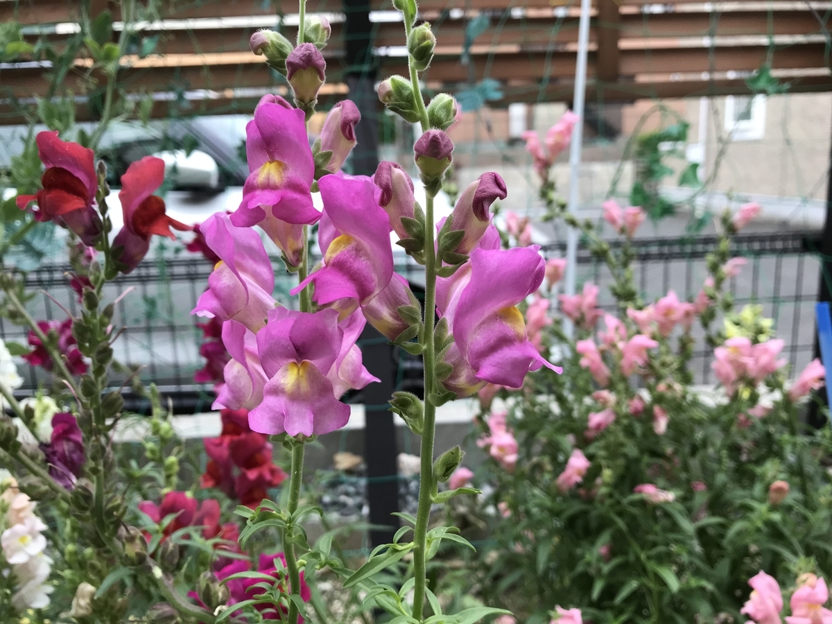 金魚草と瀕死のジャガイモ Garden Of Avalon 金魚草と瀕死のジャガイモ Garden Of Avalon