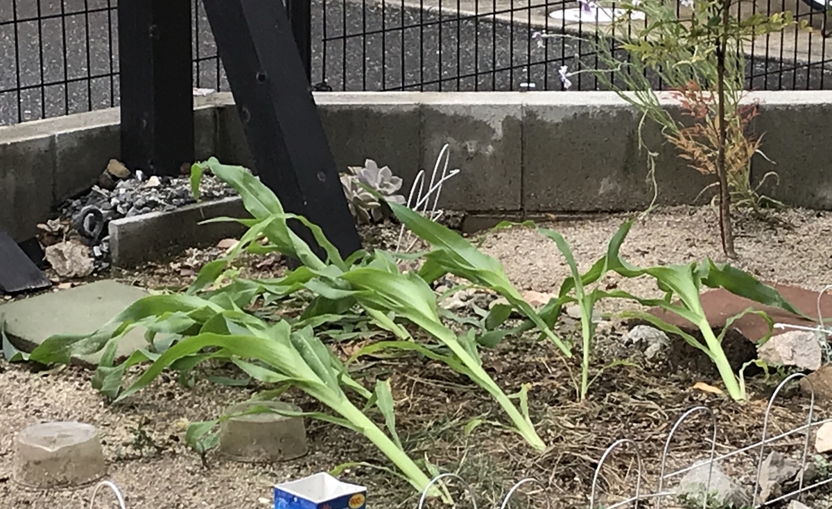f:id:cascadexxx:20190607215136j:plain