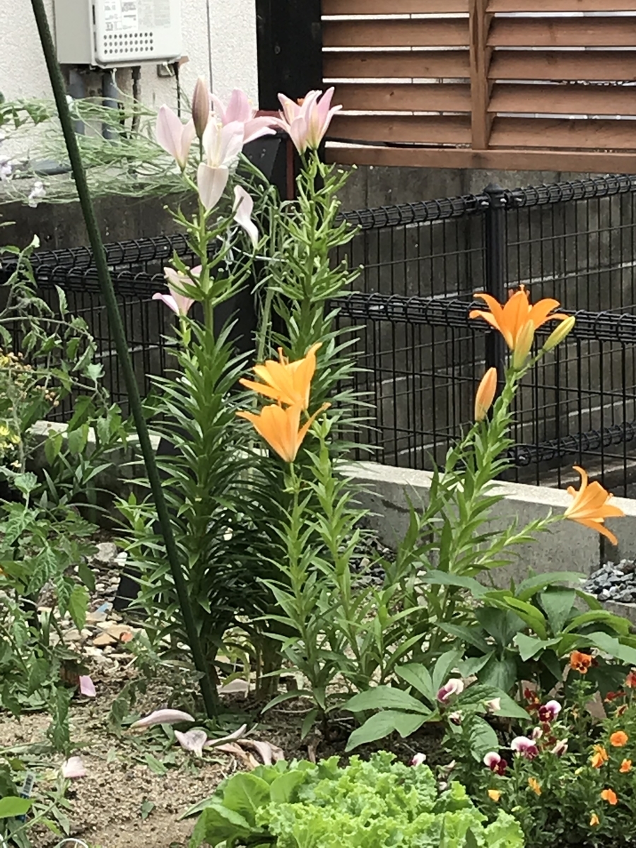 f:id:cascadexxx:20190607215630j:plain