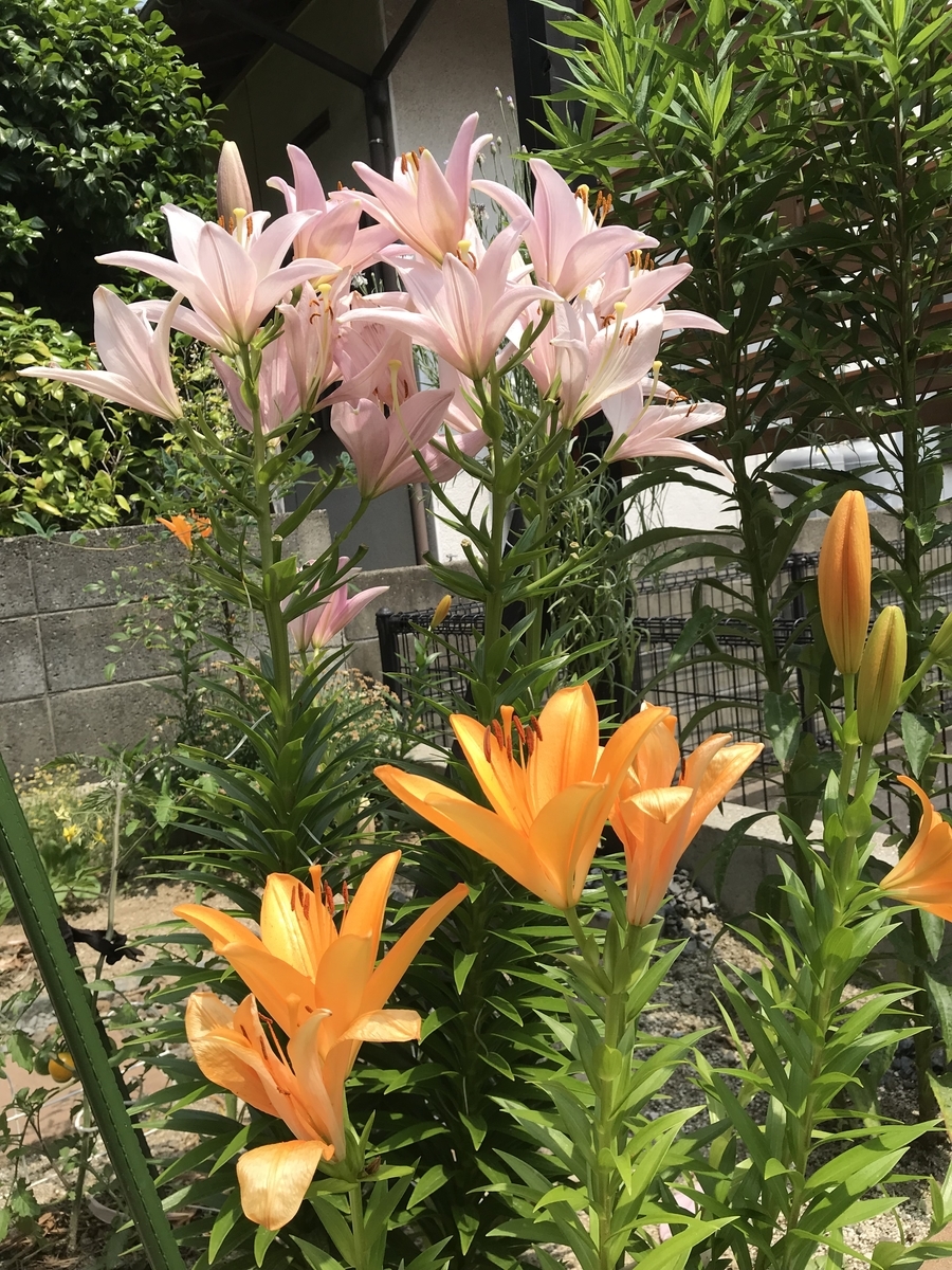 f:id:cascadexxx:20190607215939j:plain