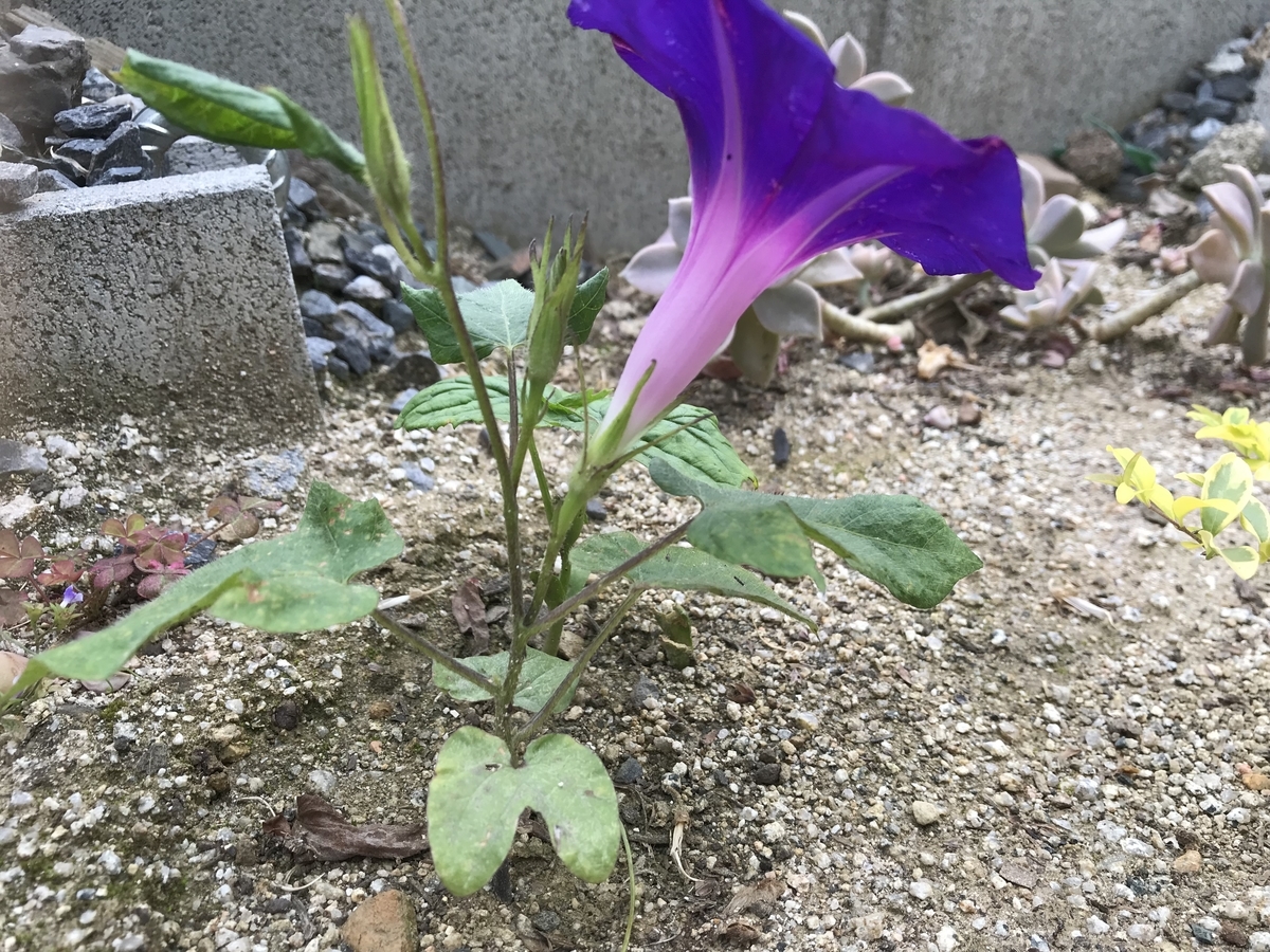 f:id:cascadexxx:20190614191029j:plain