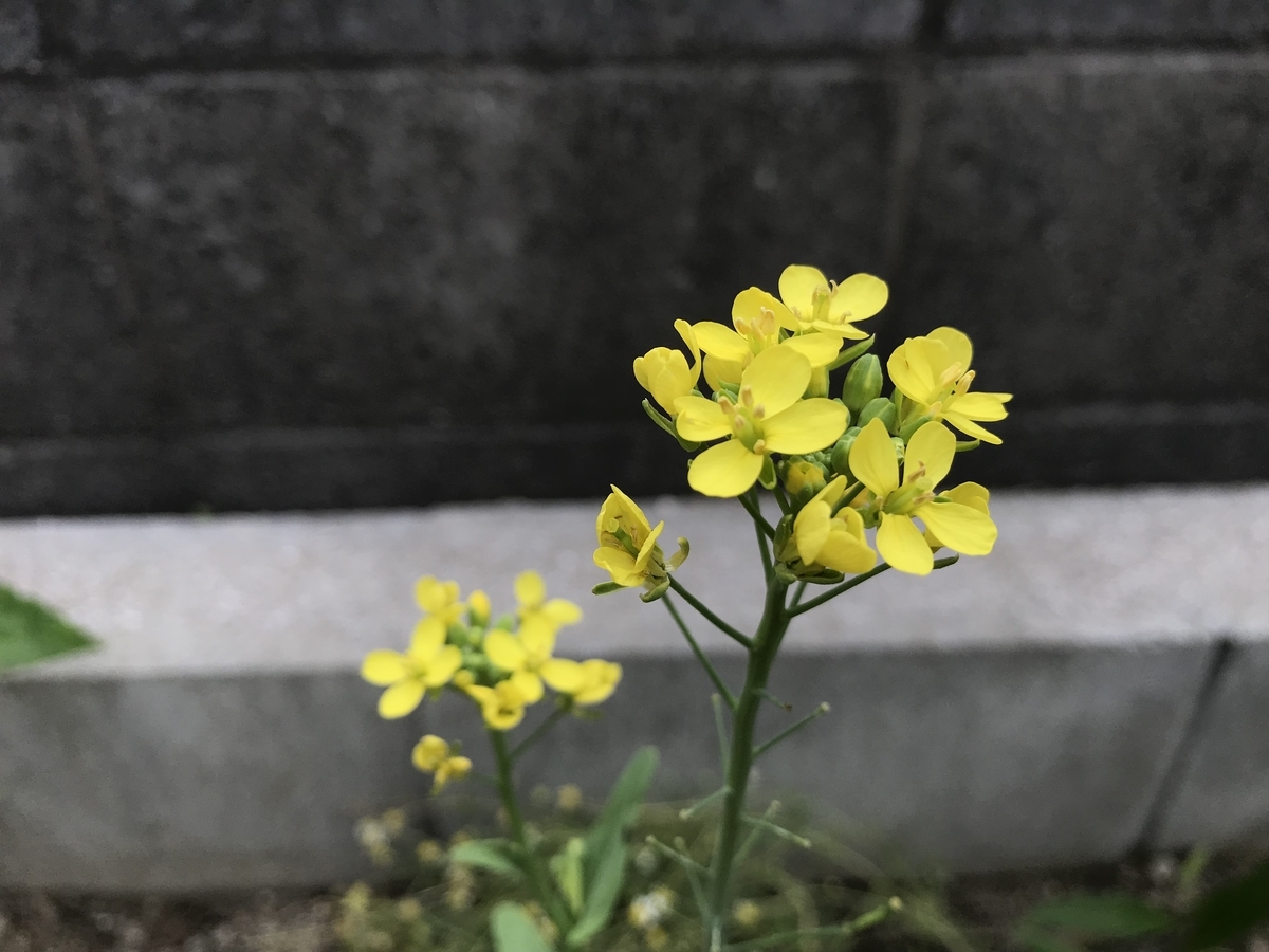 f:id:cascadexxx:20190617105353j:plain