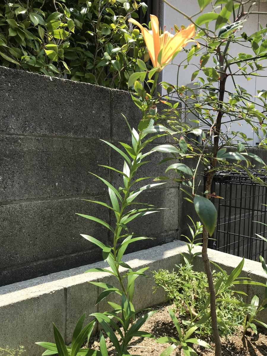 f:id:cascadexxx:20190617155341j:plain