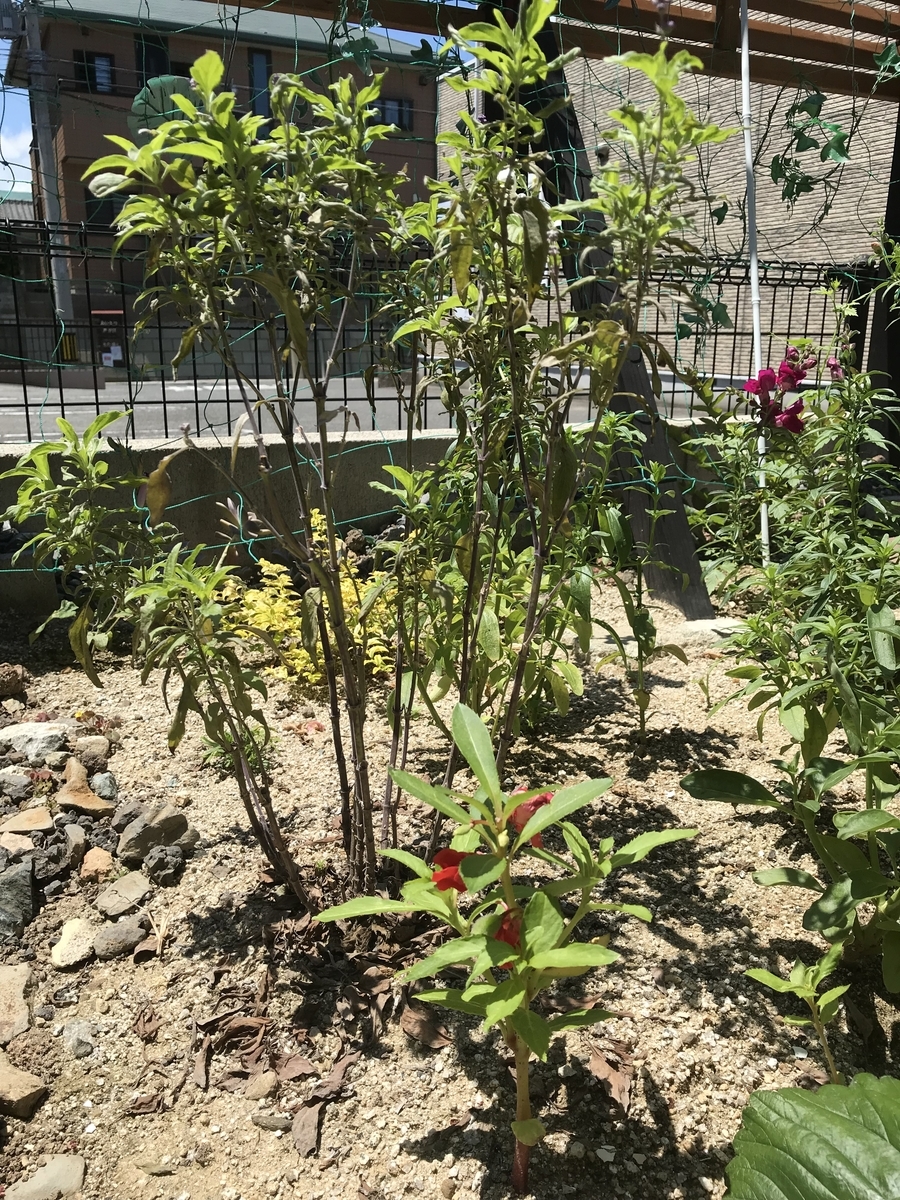 f:id:cascadexxx:20190624150550j:plain