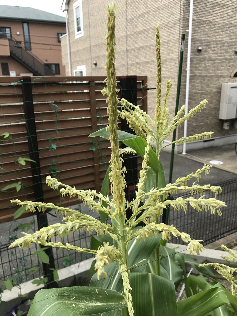 f:id:cascadexxx:20190701135610j:plain