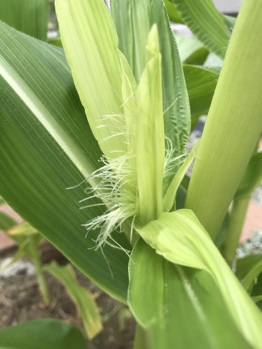 f:id:cascadexxx:20190701140714j:plain