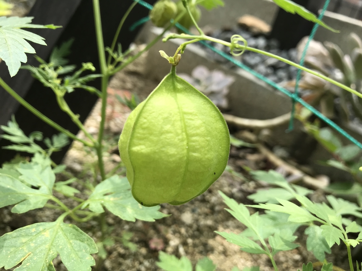 f:id:cascadexxx:20190711120923j:plain