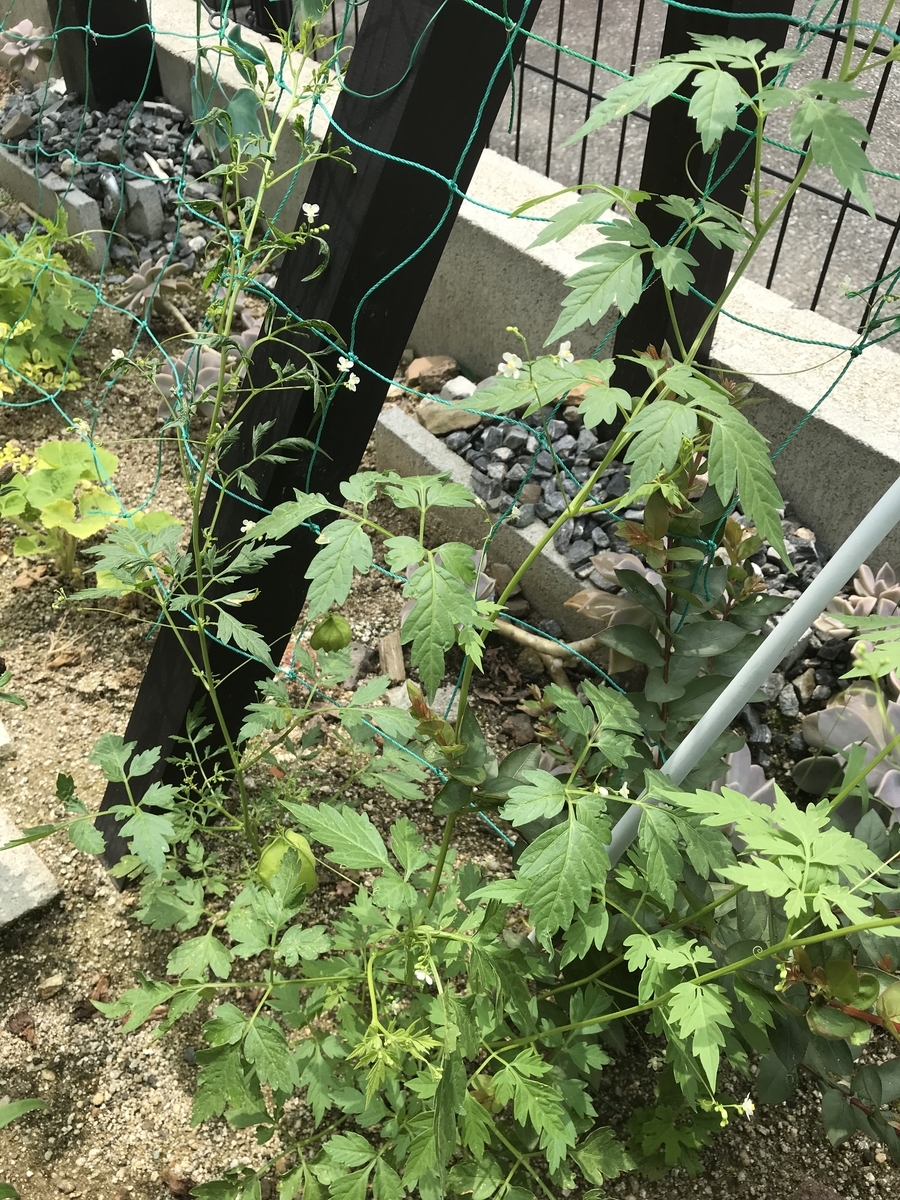 f:id:cascadexxx:20190711120929j:plain