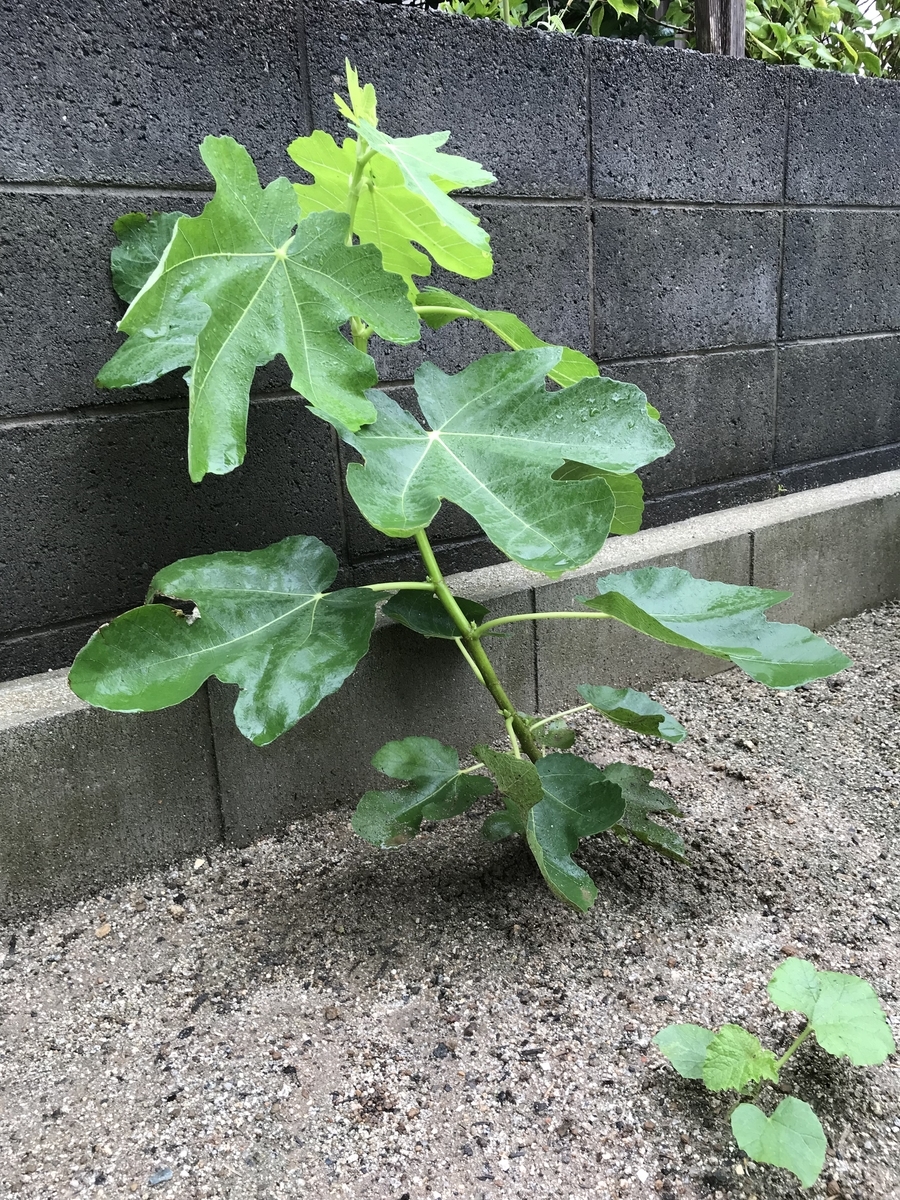 f:id:cascadexxx:20190718104739j:plain