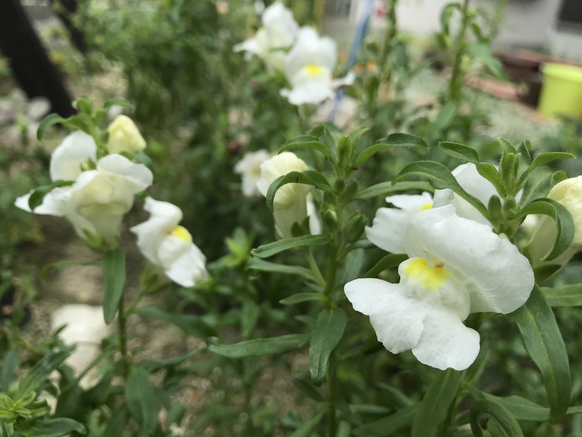 f:id:cascadexxx:20190724145326j:plain