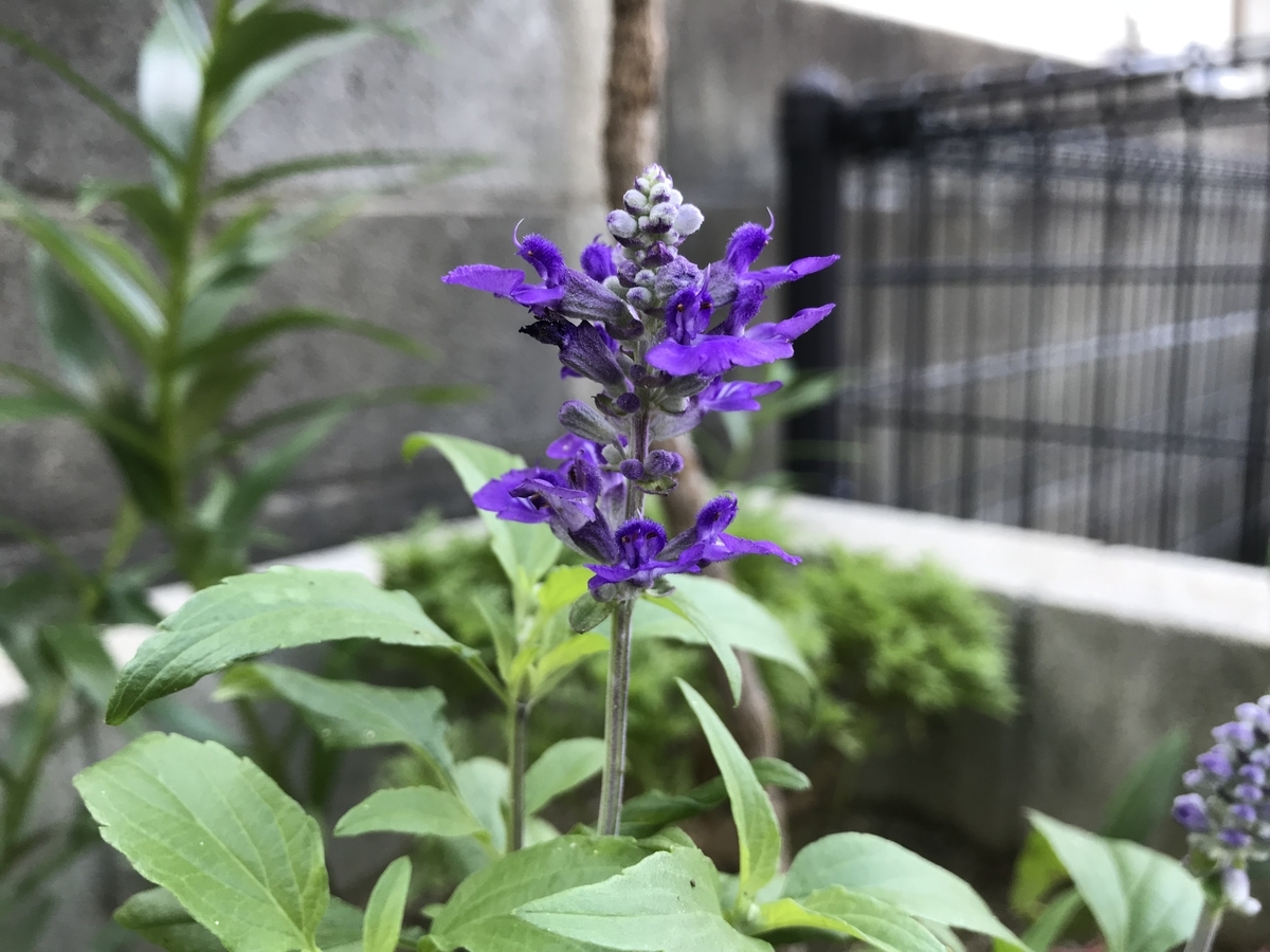 f:id:cascadexxx:20190728215742j:plain f:id:cascadexxx:20190728215742j:plain