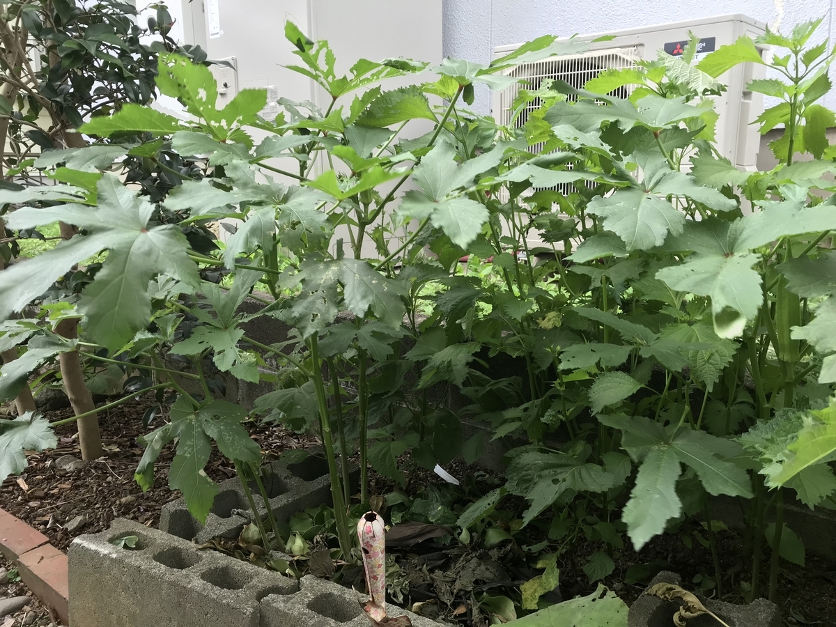 f:id:cascadexxx:20190729150424j:plain