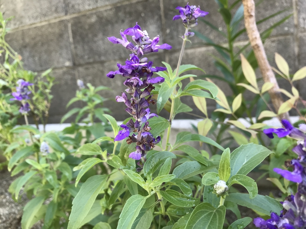 f:id:cascadexxx:20190815123403j:plain