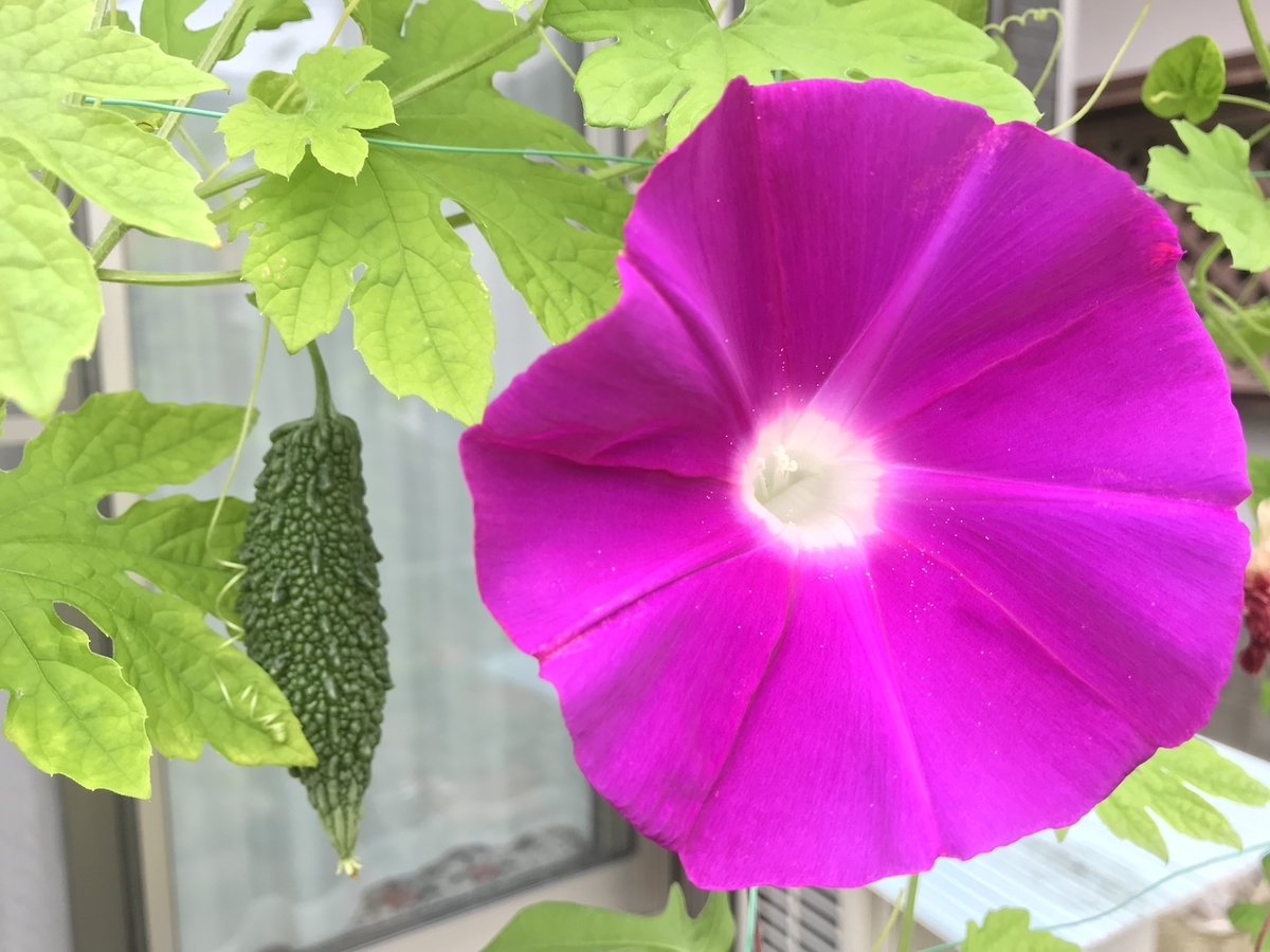 f:id:cascadexxx:20190819143333j:plain
