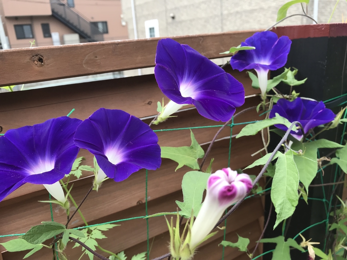 f:id:cascadexxx:20190819143337j:plain