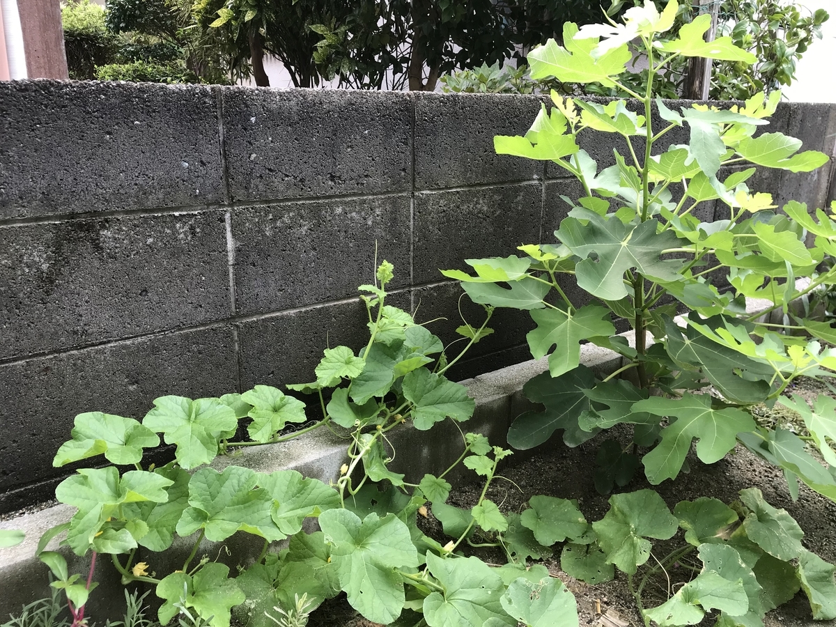 f:id:cascadexxx:20190821140503j:plain f:id:cascadexxx:20190821140503j:plain