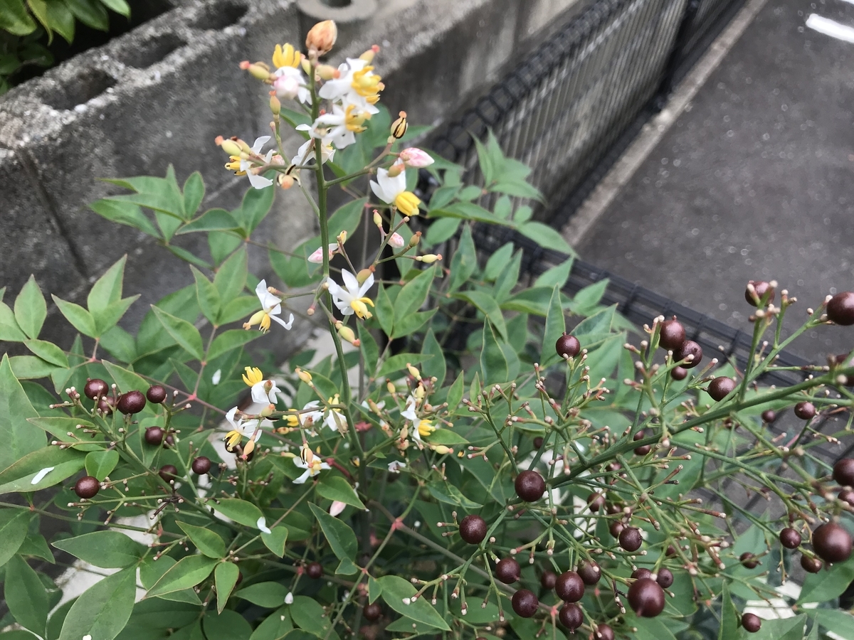 f:id:cascadexxx:20190824224414j:plain