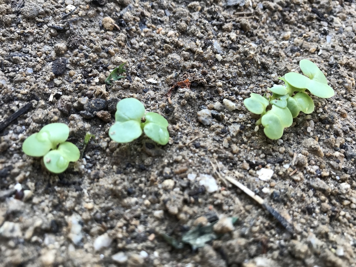 野菜の種が一気に発芽 Garden Of Avalon