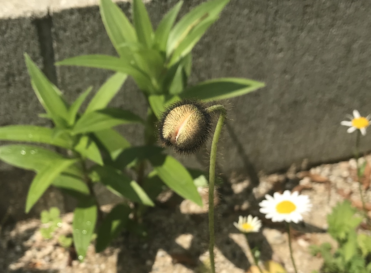 ポピー蕾 花 ラディッシュ発芽 Garden Of Avalon