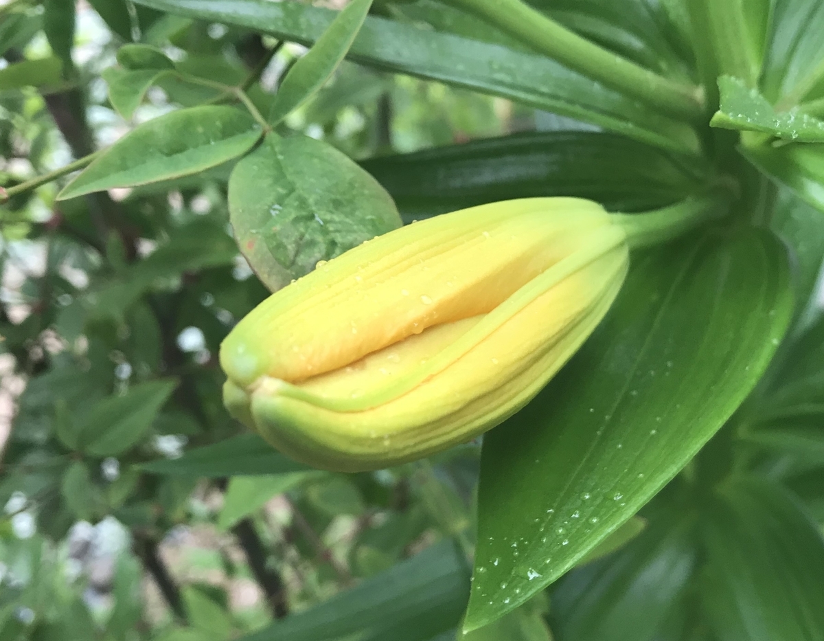 f:id:cascadexxx:20200529130700j:plain f:id:cascadexxx:20200529130700j:plain