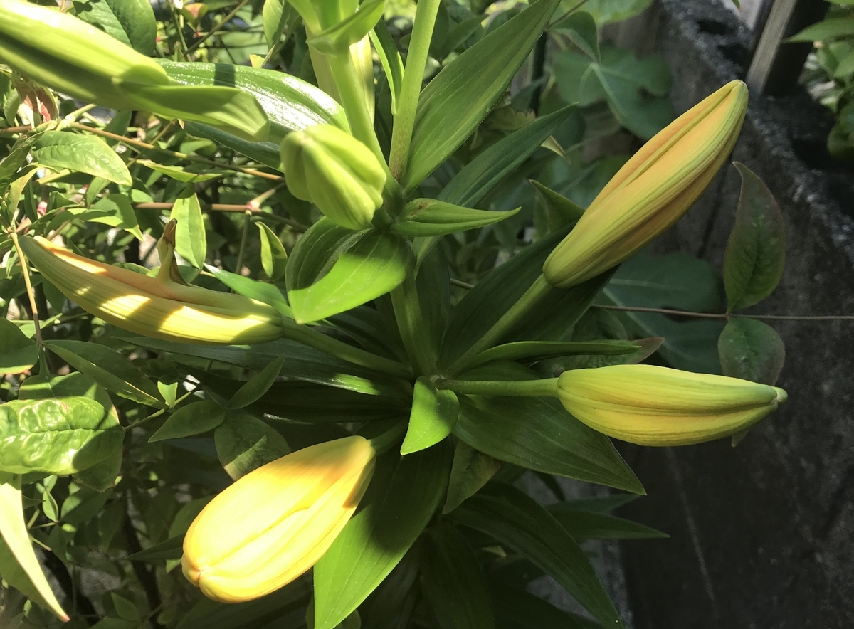 f:id:cascadexxx:20200529131142j:plain f:id:cascadexxx:20200529131142j:plain