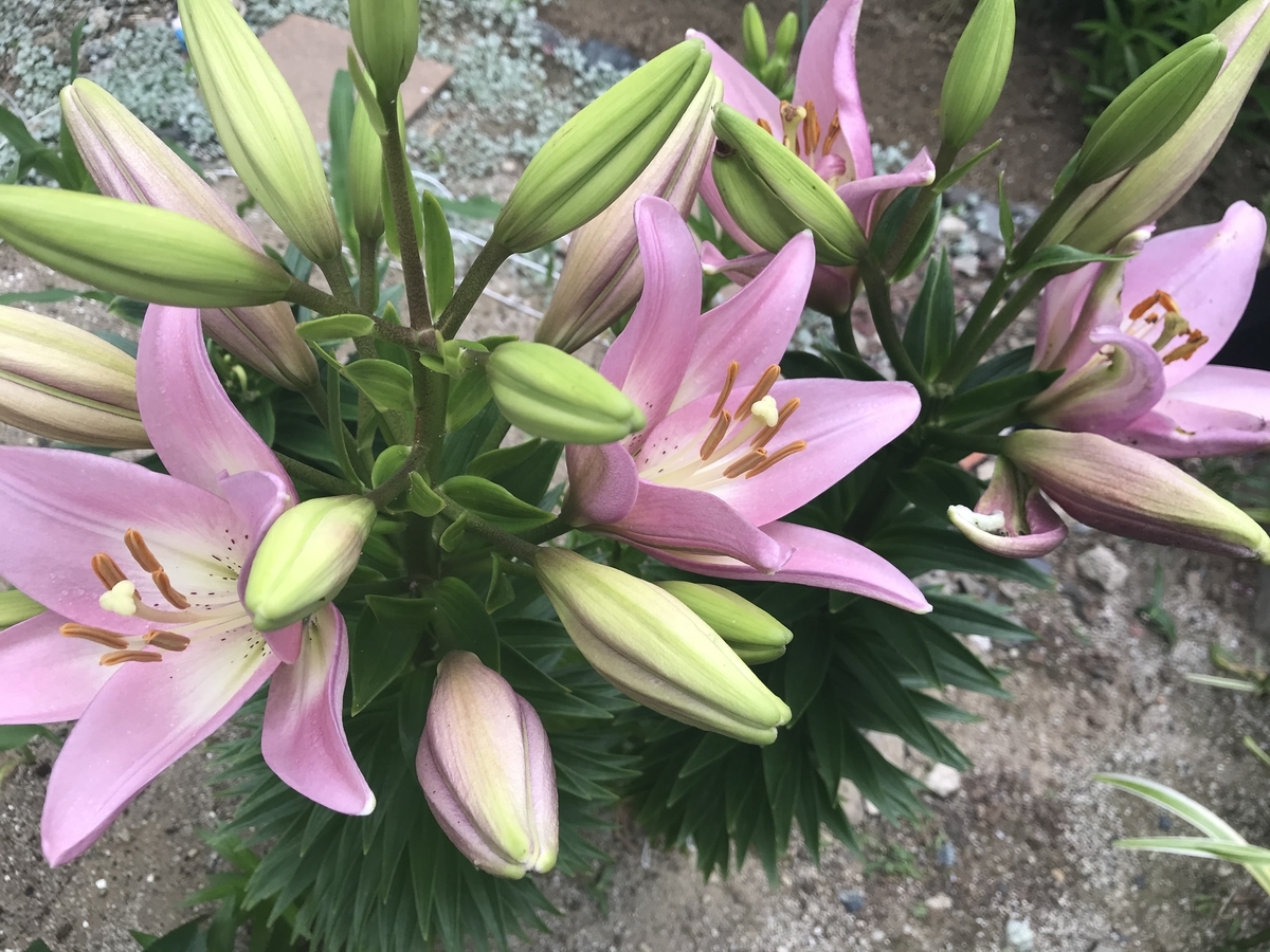 f:id:cascadexxx:20200529131333j:plain f:id:cascadexxx:20200529131333j:plain