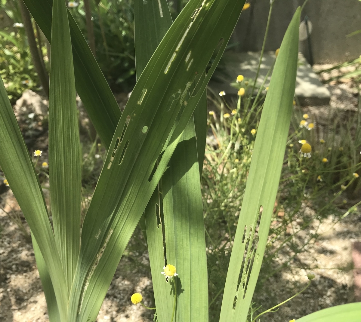 f:id:cascadexxx:20200529135830j:plain