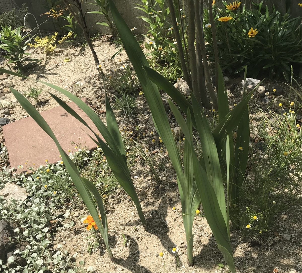 f:id:cascadexxx:20200529135843j:plain