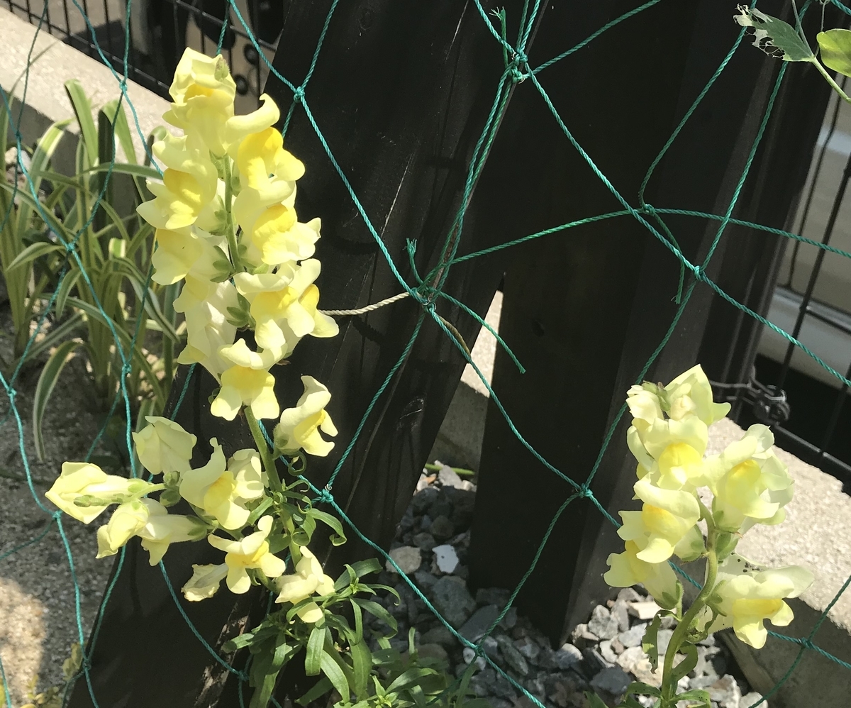 f:id:cascadexxx:20200529143056j:plain