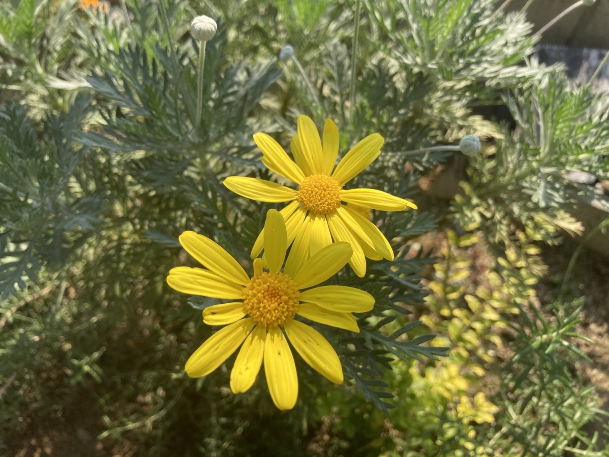f:id:cascadexxx:20201029124801j:plain f:id:cascadexxx:20201029124801j:plain