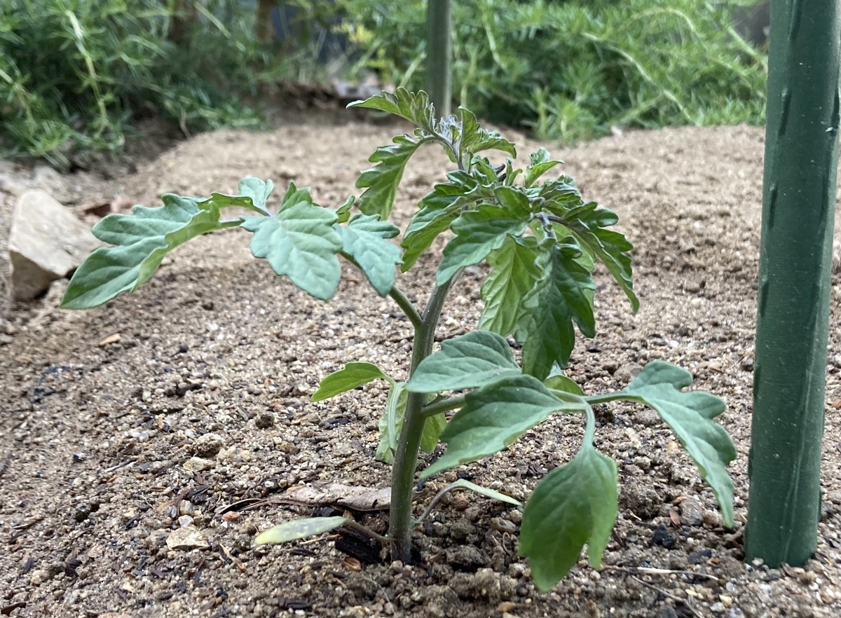 f:id:cascadexxx:20210425205231j:plain