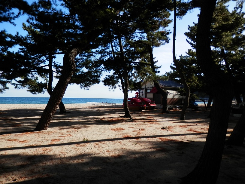 淡路島洲本大浜海水浴場と松