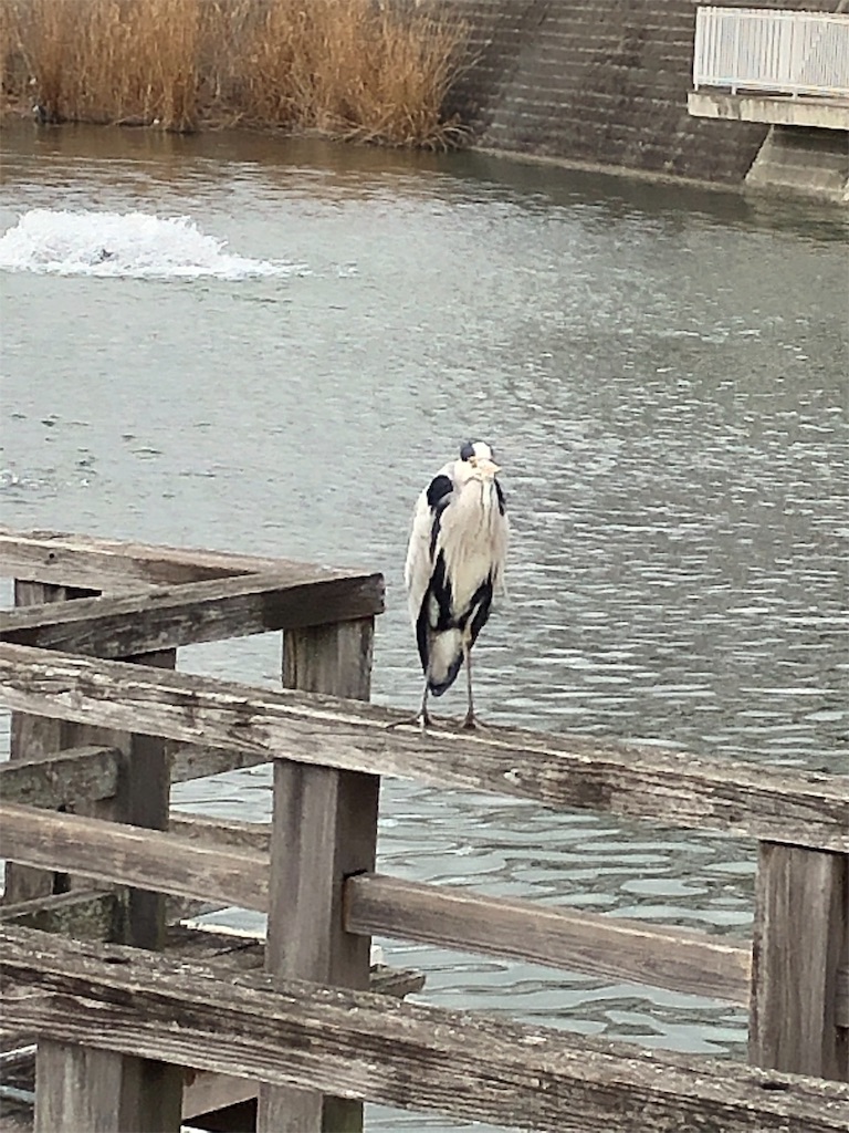 f:id:cassadaga:20190107142148j:image