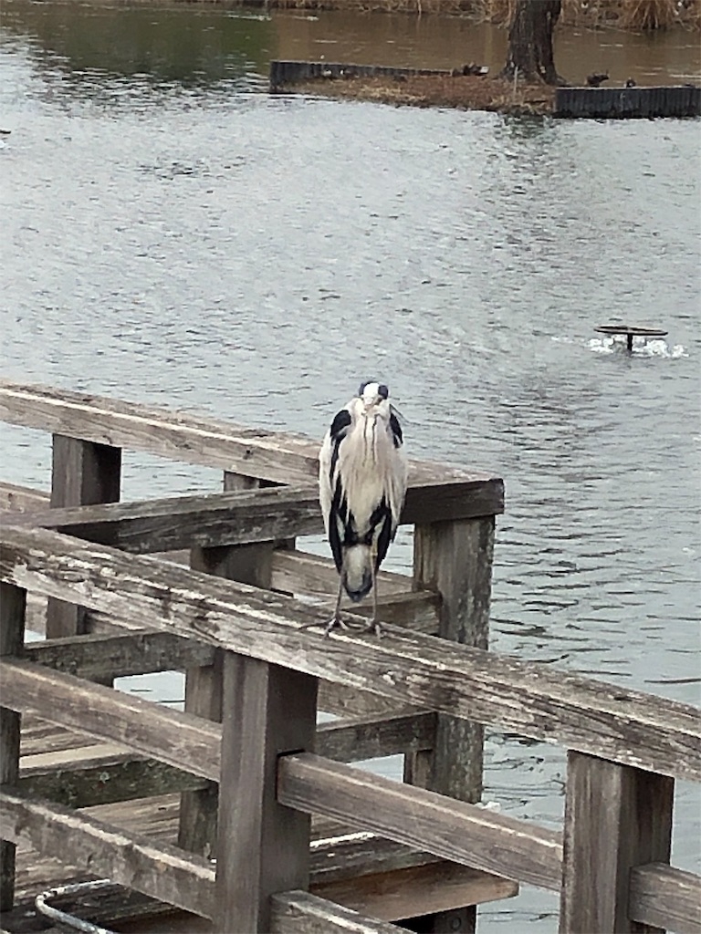 f:id:cassadaga:20190107142200j:image