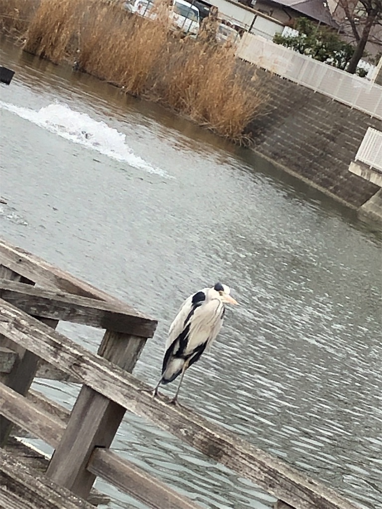 f:id:cassadaga:20190107142208j:image