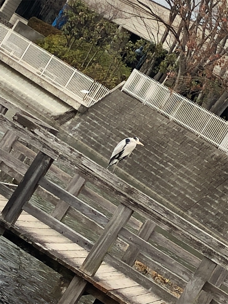 f:id:cassadaga:20190107142217j:image